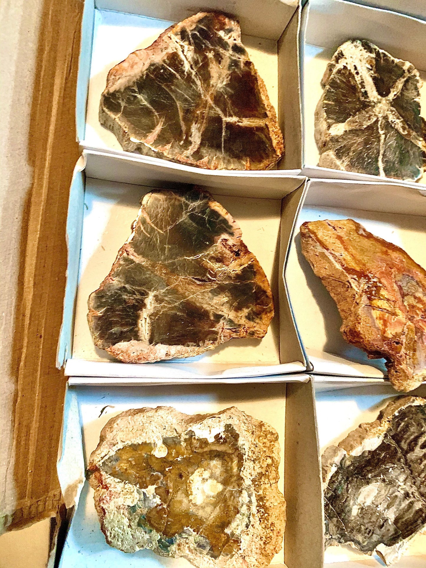 Petrified Wood Medium Natural Fossil Slices