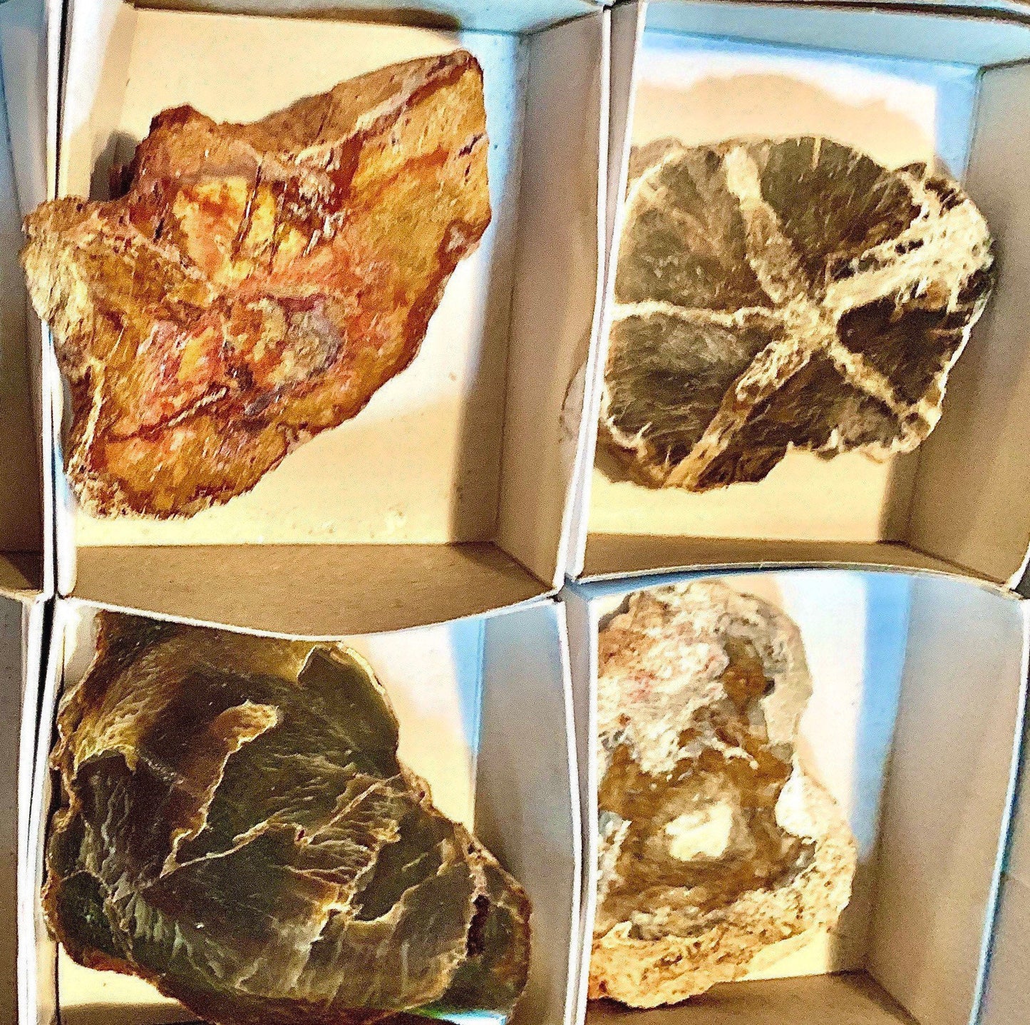 Petrified Wood Medium Natural Fossil Slices