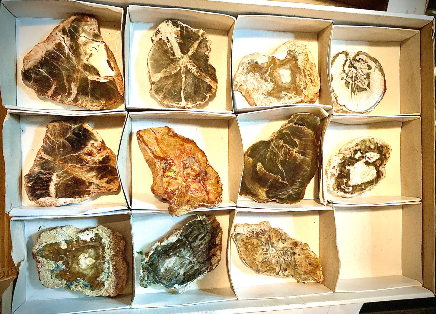 Petrified Wood Medium Natural Fossil Slices